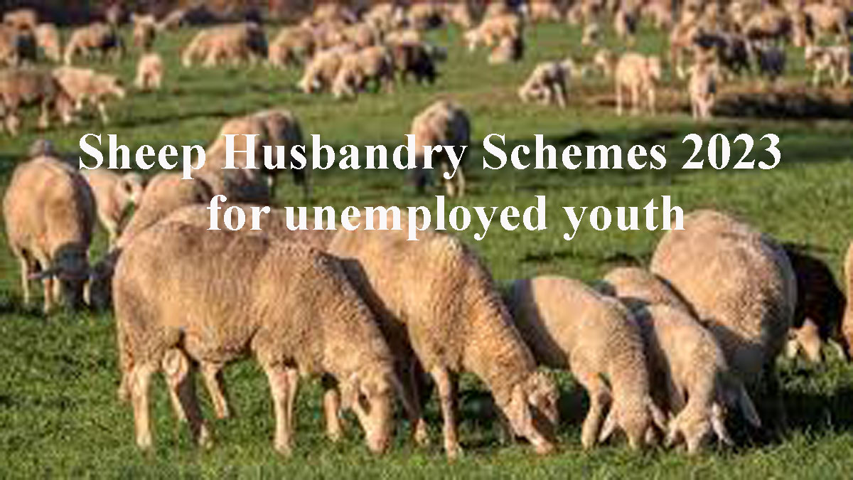 Sheep Husbandry Schemes 2023 for unemployed youth | Check details